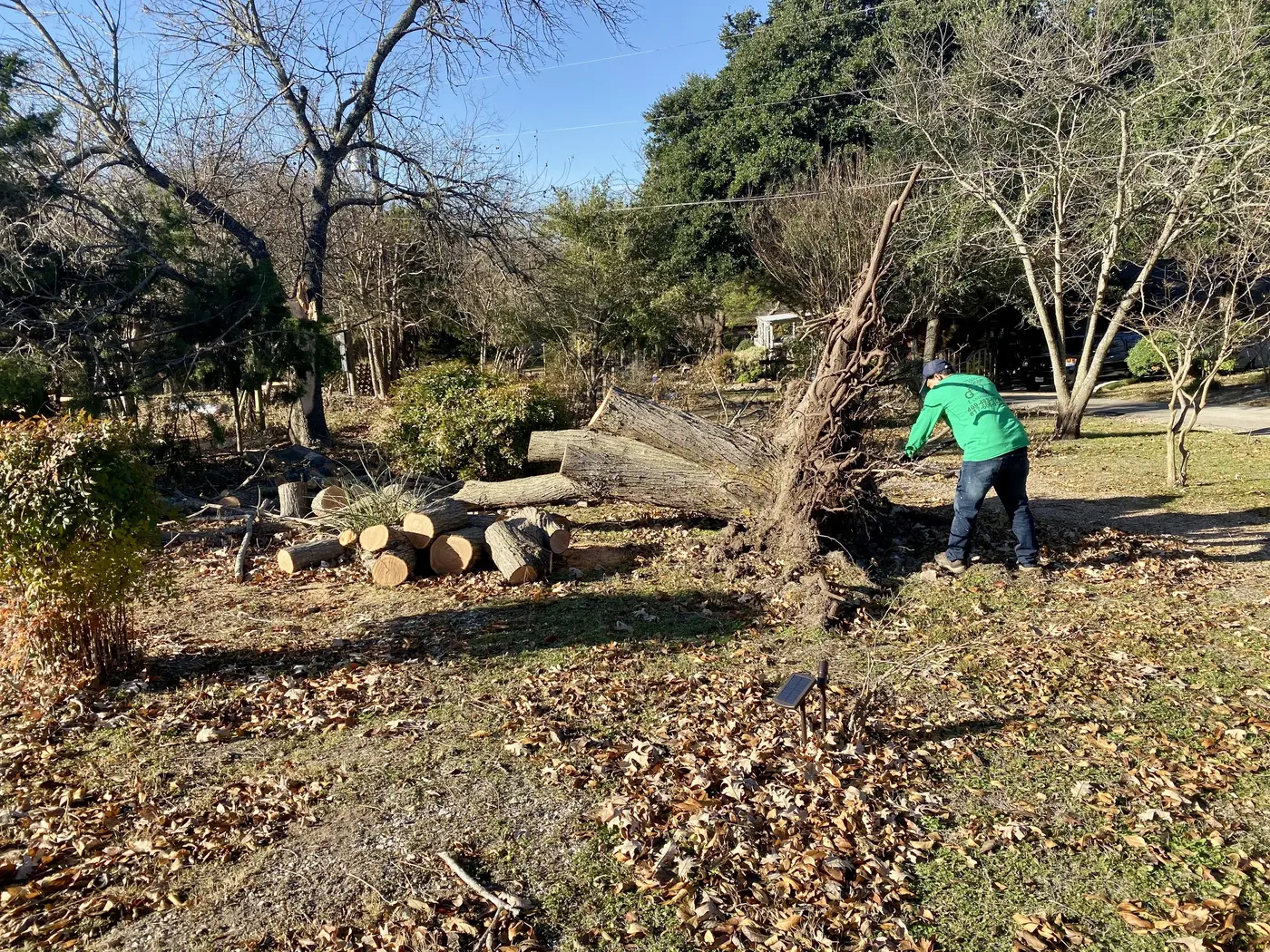 Tree service work with cut limbs and outdoor equipment