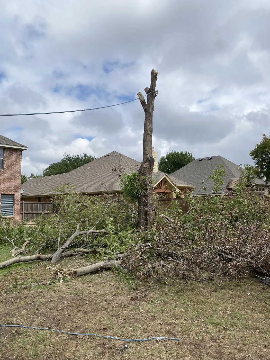 Large tree removal with cut branches on the ground