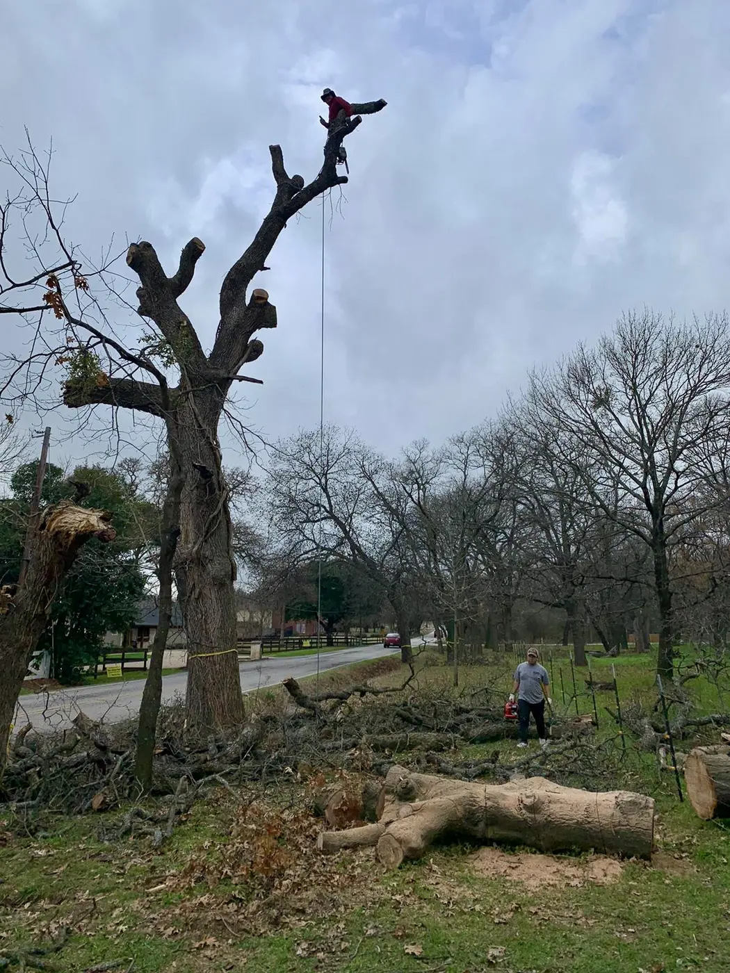 Tree trimming and removal work at a residential property